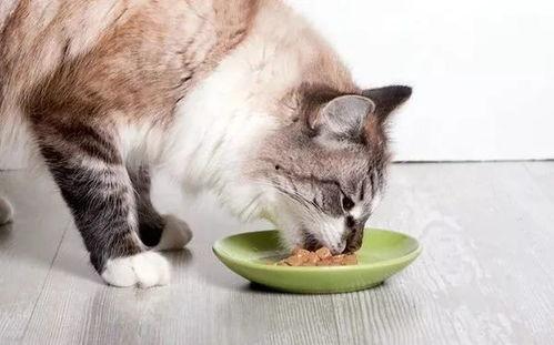 叫猫咪吃哈密瓜好吗视频,哈密瓜的甜蜜诱惑