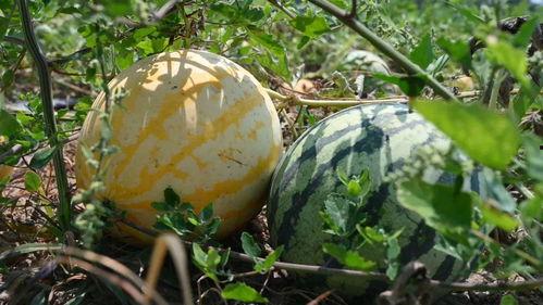 吃瓜视频去野地,跟随吃瓜视频的脚步，揭秘自然之美