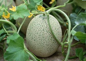 鹅喊主人吃哈密瓜视频