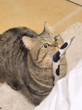 吃贝贝瓜的猫咪视频,萌态百出萌翻网友