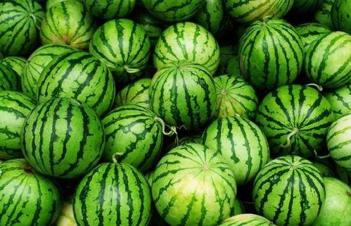 新疆哪里有雪瓜吃呀视频