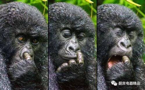 吃瓜的猩猩搞笑视频,笑到肚子疼！