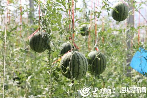 宿迁网红吃瓜事件视频