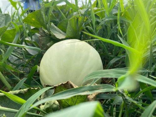 小时候吃瓜的视频,那些年我们一起吃瓜的欢乐时光