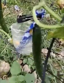 禹城最新吃瓜事件真相视频