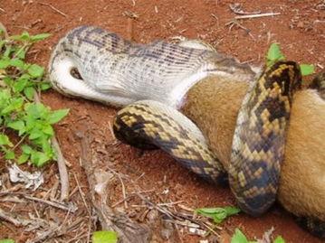 吞噬巨蟒吃瓜视频播放,惊险一幕引网友热议