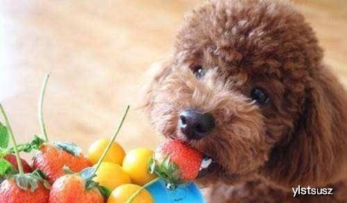 泰迪可以吃瓠子瓜吗视频,揭秘宠物饮食新选择