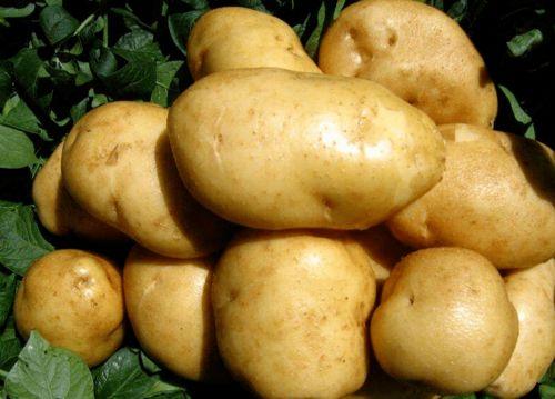 土豆直播间网红吃瓜视频,一场别开生面的吃瓜盛宴